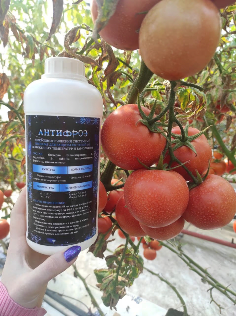 Pomidor issiqxonasida sovuq tushganda Antifroz preparatini qo‘llash