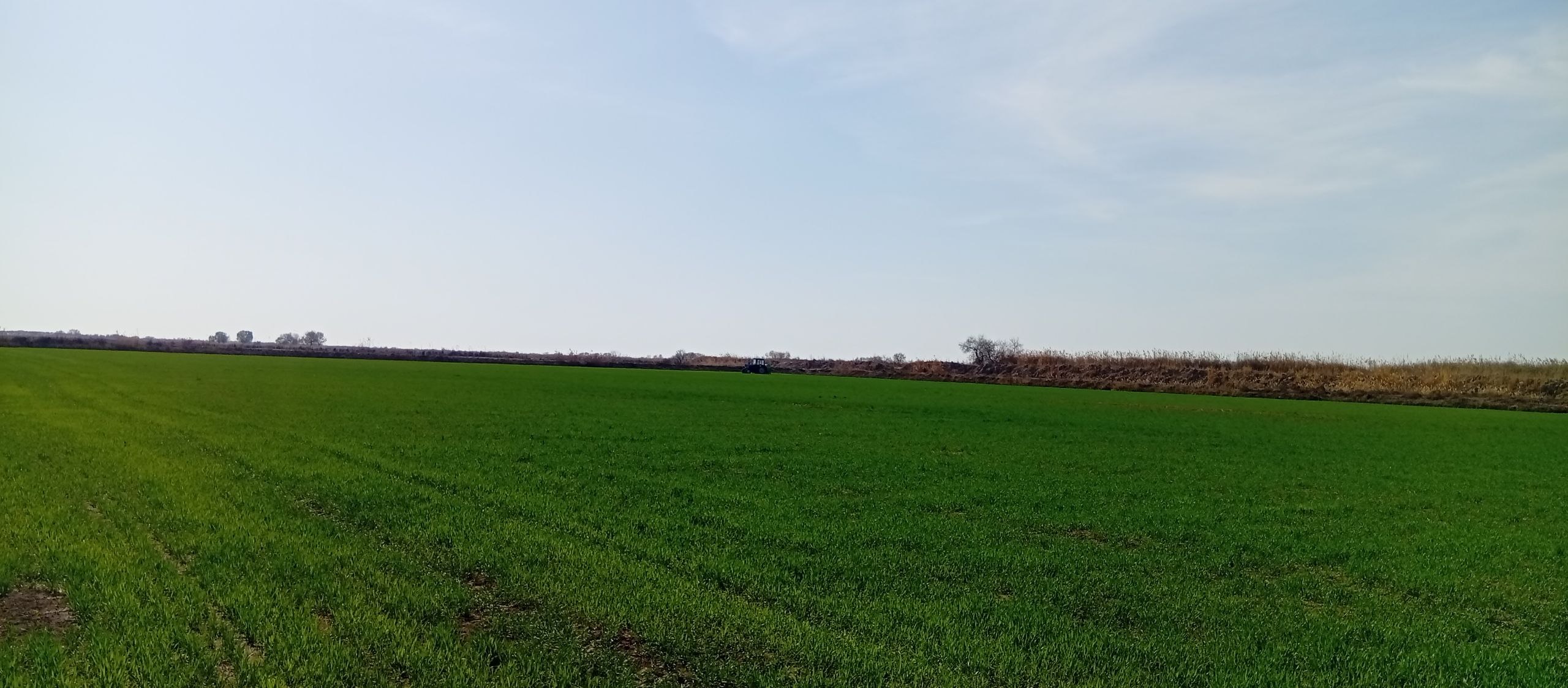 Salty PRO bilan ishlov berilgandan keyingi bug‘doy dalasi