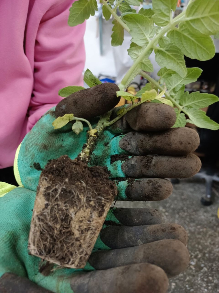 Sog'lom va toza pomidor ildizlari