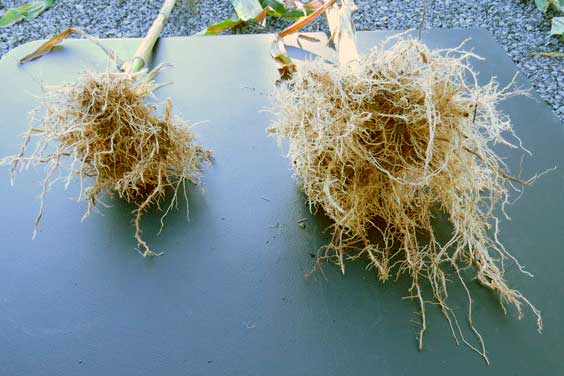  Oʻsimlik ildizlarining rivojlanishi