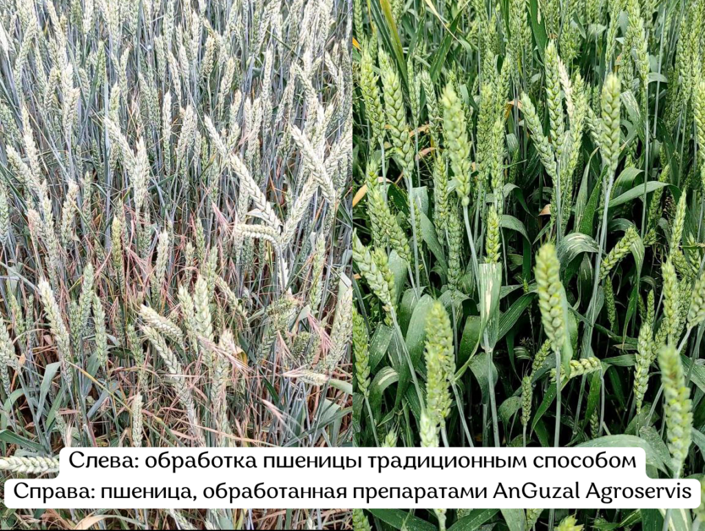 Chapda: An'anaviy usulda ishlov berilgan bug'doy,
O'ngda: AnGuzal Agroservis preparatlar majmuasi bilan ishlov berilgan