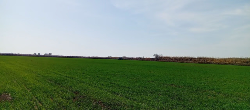 Озимая пшеница после обработки препаратами на засоленной почве