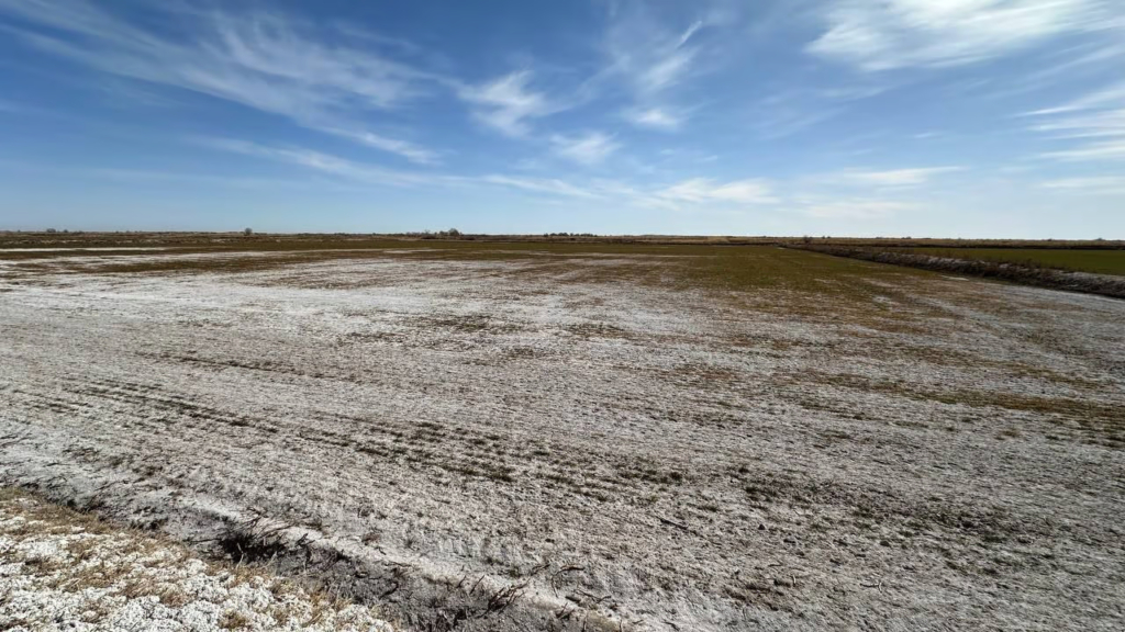 Засоление почвы на поле озимой пшеницы в Каракалпакстане