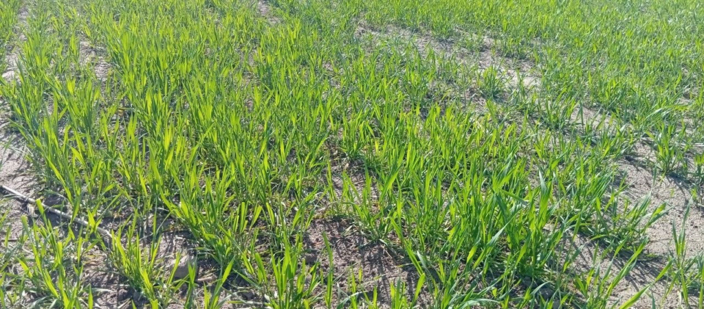 Озимая пшеница после обработки препаратами на засоленной почве