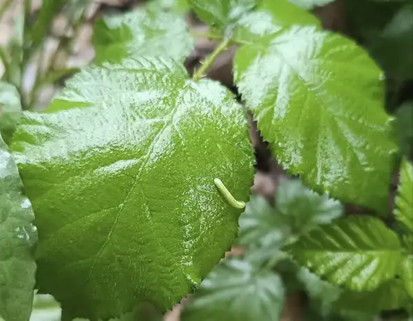 Gusenitsa yovvoyi ежevikada