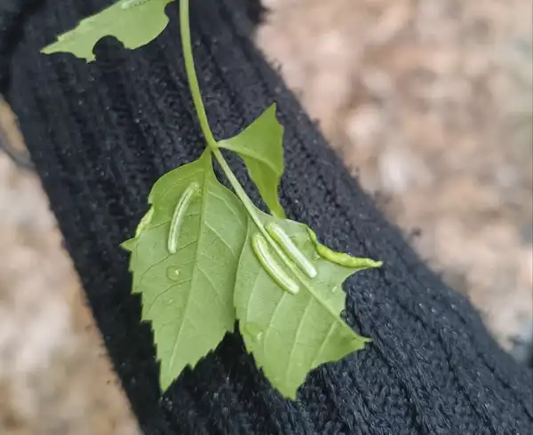 Gusenitsalar daraxt barglarida