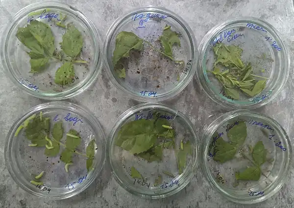 Laboratoriyada qurtlarda Prestij insektitsidi sinovlari